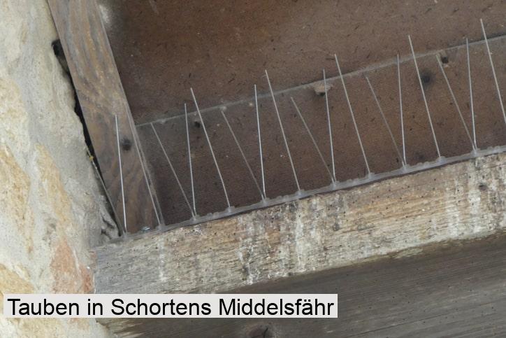 Tauben in Schortens Middelsfähr